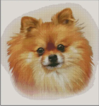 (image for) Pomeranian
